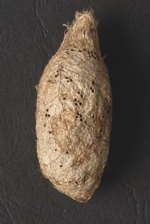 Argema mimosae